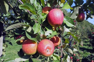 Apfel Apfel