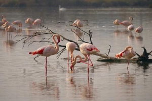 Flamingos