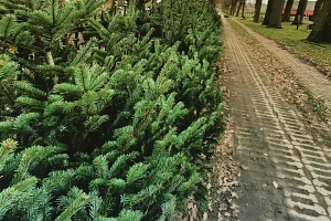 Hof Rülfing_Weihnachtsmeldung_Bioweihnachtsbäume