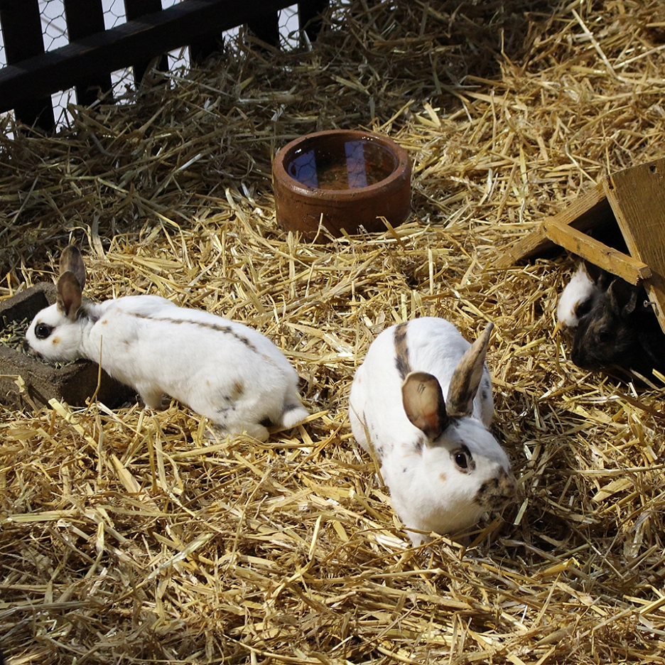 Kaninchen im Gehege bei Vereinsschau © Stadt Rhede