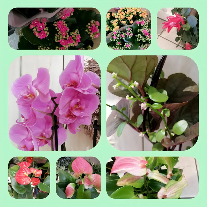 Wunderschöne Pflanzen für Euer Zuhause_Annes Blumenboutique © Stadt Rhede