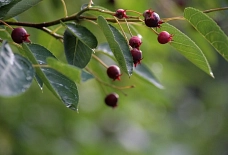 Amelanchier Beeren Obst Baum