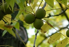Früchte Schwarznuss