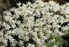 Hollunder Blüte Weiß