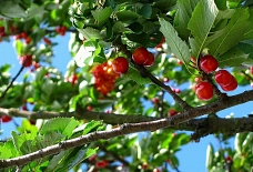 Kirsche Obst Baum