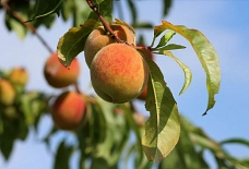 Pfirsiche Obst im Sommer
